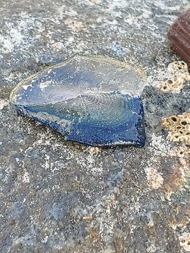 photo of By-the-wind Sailor (Velella velella)