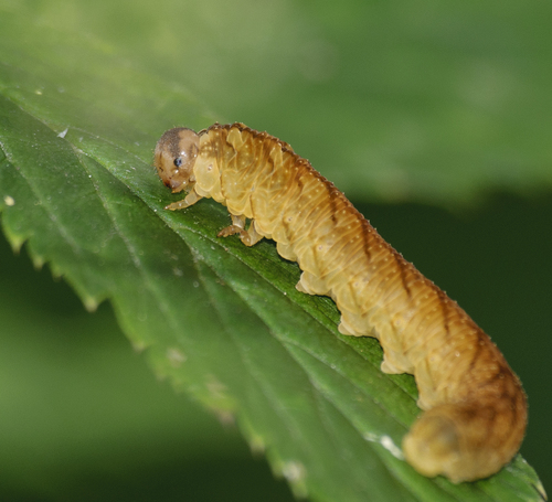 Tenthredo campestris nuotrauka