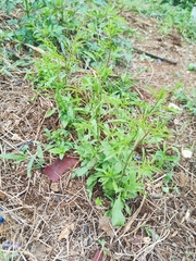 Lepidium schaffneri