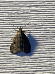 Parahypenodes quadralis