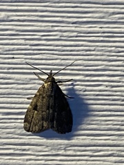 Parahypenodes quadralis