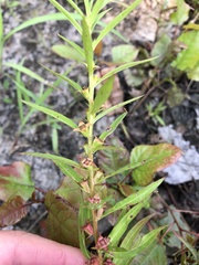 Ludwigia polycarpa