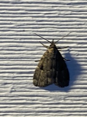 Parahypenodes quadralis