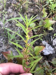 Ludwigia polycarpa