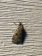 Parahypenodes quadralis