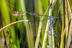 Aeshna tuberculifera