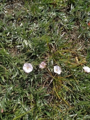Convolvulus ammannii