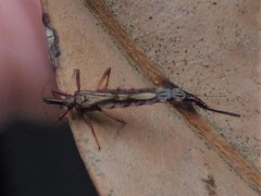 Idolothrips spectrum