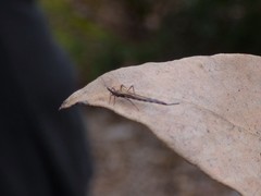 Idolothrips spectrum