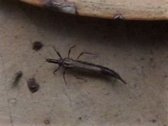 Idolothrips spectrum