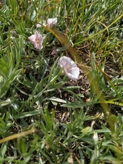Convolvulus ammannii