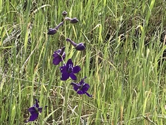 Delphinium patens