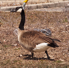 Branta canadensis