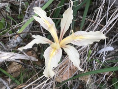 Iris fernaldii