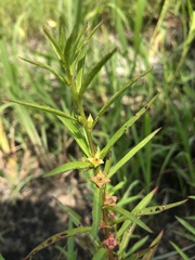 Ludwigia polycarpa