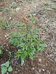 Lepidium schaffneri