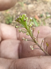 Lepidium schaffneri