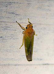 Bothrogonia ferruginea