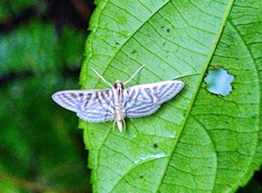 Spilomela pantheralis
