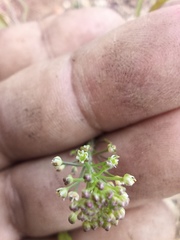 Lepidium schaffneri
