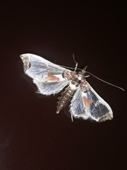 Neoleucinodes