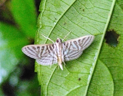 Spilomela pantheralis
