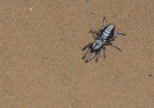 Rhagodira algerica photographed in Morocco