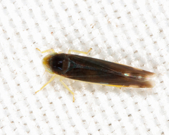 Eupteryx nigra