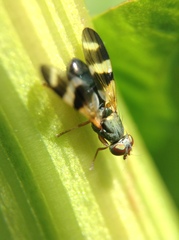 Chaetopsis massyla