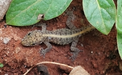 Cnemaspis mysoriensis