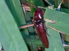Dicrepidius palmatus