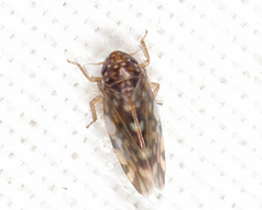 Xestocephalus superbus