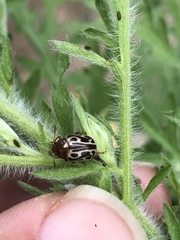 Zygogramma piceicollis