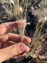 Bothriochloa springfieldii