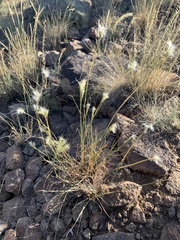 Bothriochloa springfieldii