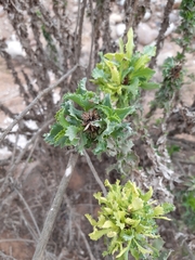 Haplopappus foliosus