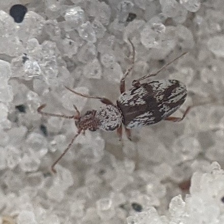 Squamanotoxus elegans
