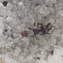Squamanotoxus elegans