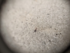 Squamanotoxus elegans