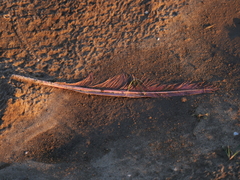 Phoenicopterus chilensis