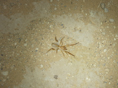 Solpugidae