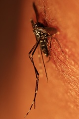 Aedes albopictus