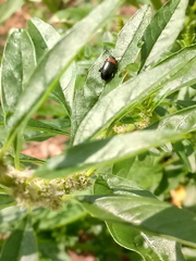 Disonycha xanthomelas