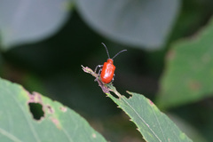 Lilioceris lateritia