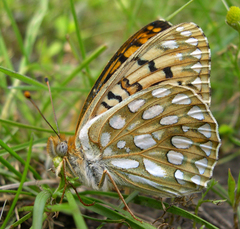 Speyeria callippe semivirida