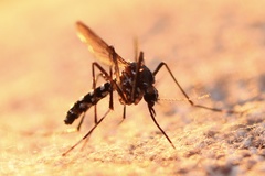Aedes albopictus