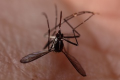 Aedes albopictus
