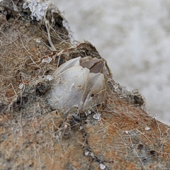 Amphibalanus eburneus