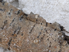 Amphibalanus eburneus