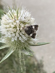 Tyta luctuosa